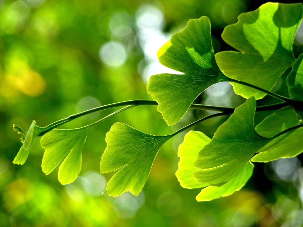 feuille de gingko biloba acupuncture Essonne