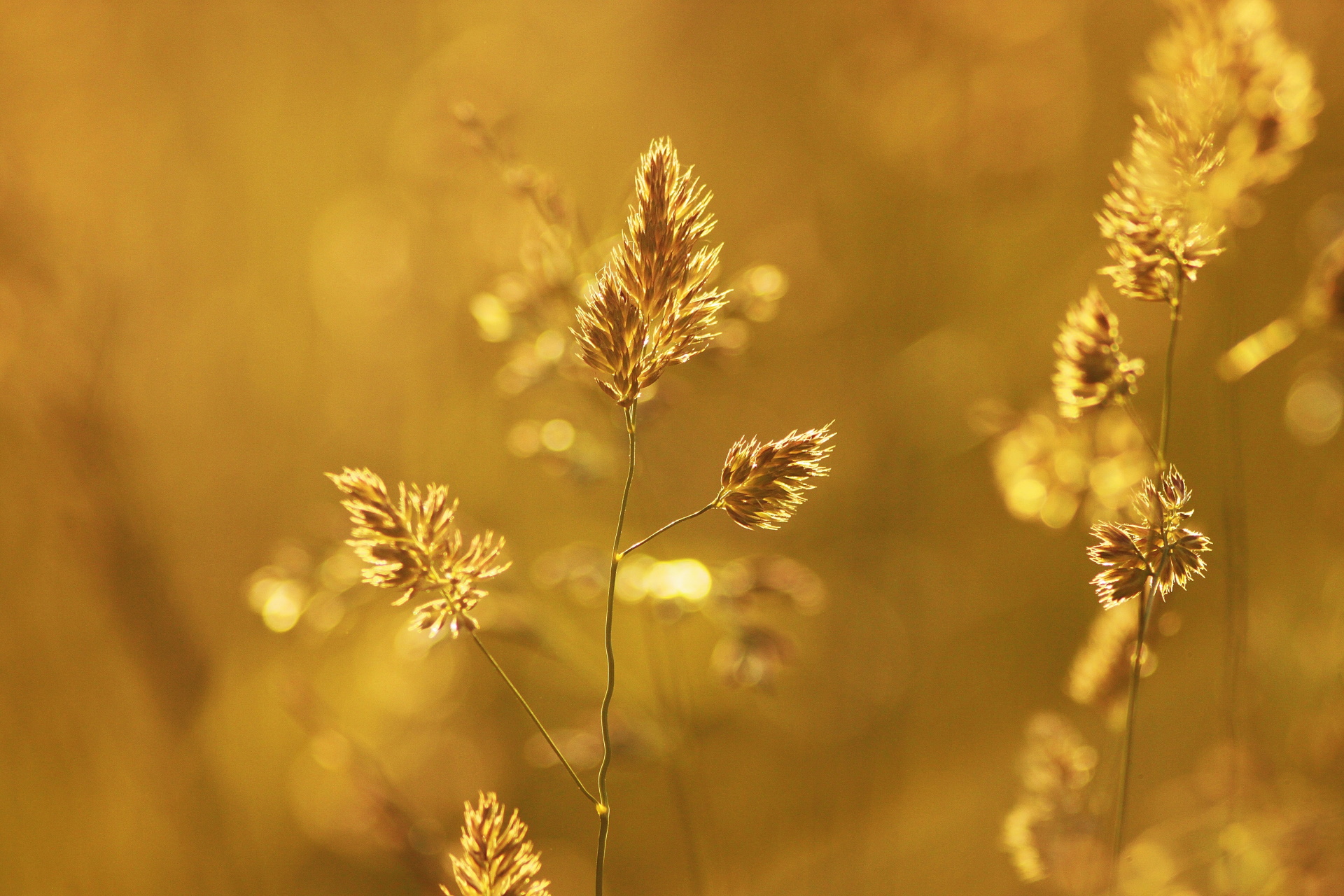 acupuncture essonne